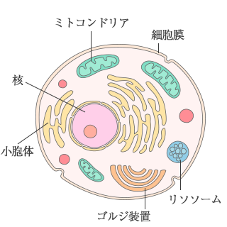 体細胞